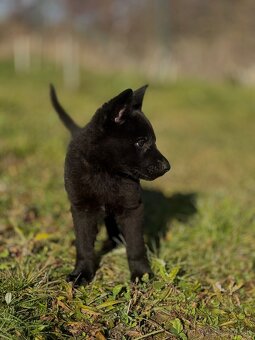 Nemecký ovčiak - 2