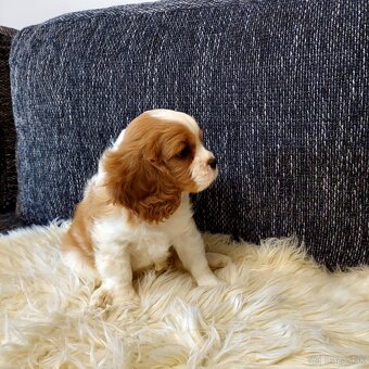 Cavalier king charles Spaniel - 2