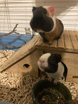 Morcata samčekovia, polročne plus celá výbava - 2