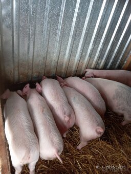 Odstavčata 30kg - 2