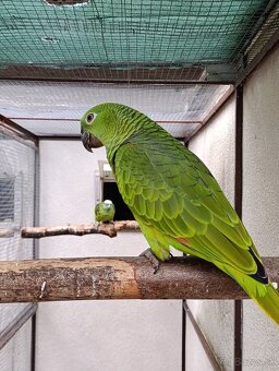 Amazonan modročeli - 2