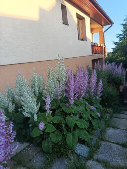 Predám plantu šalvie muškatovej - 2
