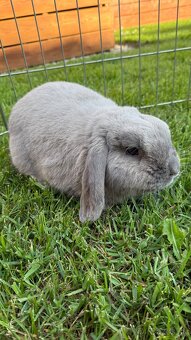 Zákrslý králik❤️minilop - 2