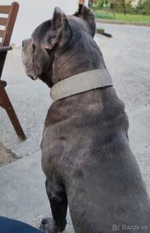 Darujeme cane corso - 2