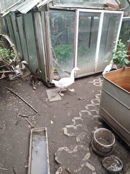 Indické bezce a husky - 2