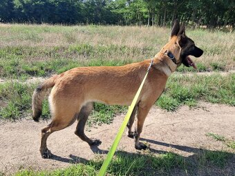 Malinois - 2