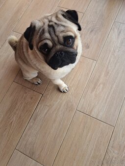 Mops na krytie - 2