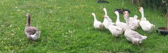 Predám Holmogorské husi + indické bežce a pižmové kačky - 2