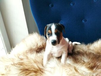 Jack Russell Teriér šteniatka - 2