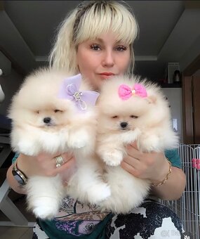 K dispozícii sú zdravé šteniatka pomeranskeho špica - 2