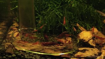 Neocaridina Bloody mary - 2