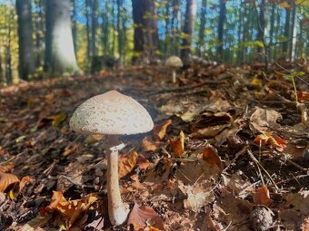 LES na PREDAJ 9200 m² Malá Hradná - 2