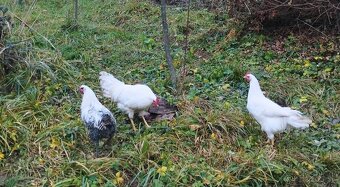 Kohúti na predaj - 2