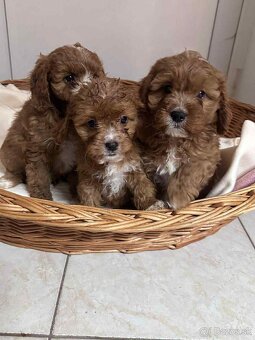 Pudel, cavalier, cavapoo - 2