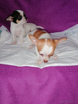 Čivava krátkosrstá - 2