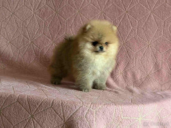 Pomeranian - 2