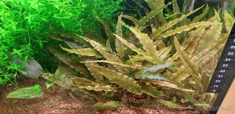 Predam rastliny do akvaria - 2