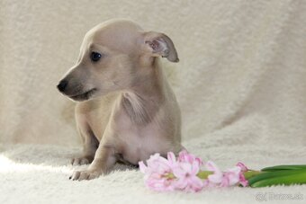 Taliansky chrtík - 2