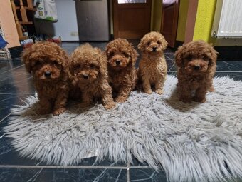 pudlik, pudel s PP, red - 2