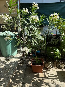 Biely Oleander - 2
