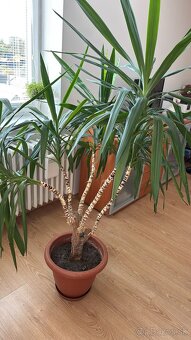 Yucca elephantipes - 2