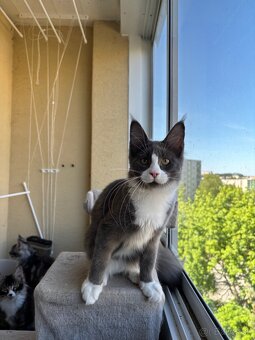 Mainská mývalia mačka s pp / maine coon s pp - 2