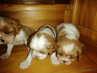 Cavalier King charles spaniel - 2