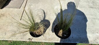 Ponukam kavil-stipa okrasna trava - 2