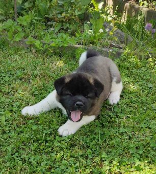 Americká Akita - American Akita - 2