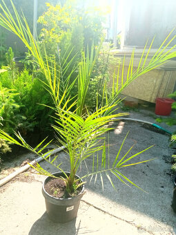 Palma, Albizia, Bananovnik - 2