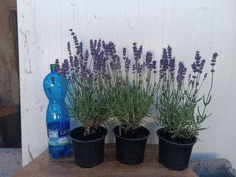 Lavandula angustifolia - 2