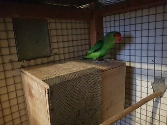 Agapornis Etiopsky-TARANTA - 2