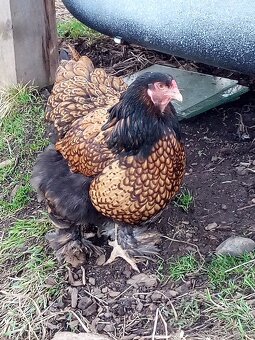 Brahmanka zlato čierna vajcia - 2