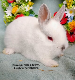 Zakrslý králik s VP - samička ruská kresba - 2