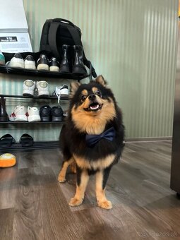 Na predaj: 9-mesačný Pomeranian - 2