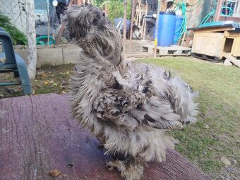 Kohúty Hodvabnicky - 2