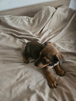 Predám šteniatko - 2