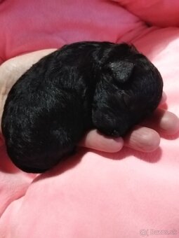 Pudlik extra mini toy - 2