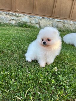 Pomeranian - 2