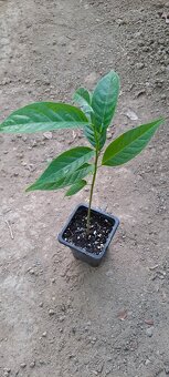Anonna reciculata-Byčie srdce - 2