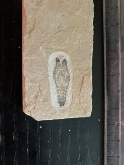 Fosília, skamenelina, rybka - inzerát č.10 Libanon - 2