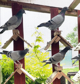 Poštové holuby - 2