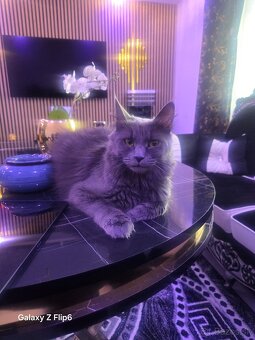 Maine coon - 2