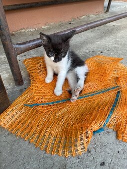 Darujeme posledného kocúrika - 2