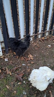 Kohút hodvábničky - 2