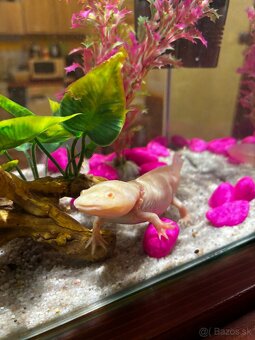 Axolotl mexický + príslušenstvo - 2