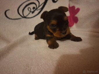 Predám fenku yorksir terier - 2