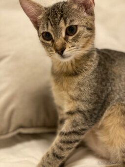 Zachranene maciatka - 2