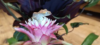 Pagekon riasnatý mladé. - 2