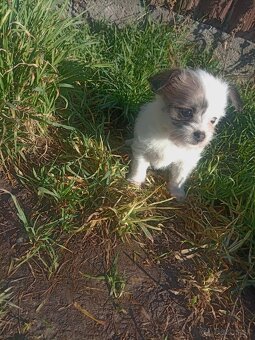 Čivava  x Msltezak - 2